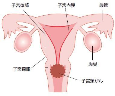 子宮の構造図と各器官の名称
